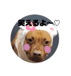 ピットブル＆ブルドッグ  お茶目なブリガジ3（個別スタンプ：21）