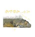よもたんとバジル Vol.1（個別スタンプ：3）