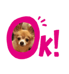 シニア犬チワワのハクくんPart3（個別スタンプ：1）