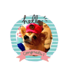 シニア犬チワワのハクくんPart3（個別スタンプ：3）