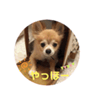 シニア犬チワワのハクくんPart3（個別スタンプ：4）