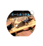 シニア犬チワワのハクくんPart3（個別スタンプ：5）