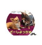 シニア犬チワワのハクくんPart3（個別スタンプ：6）