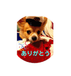 シニア犬チワワのハクくんPart3（個別スタンプ：7）