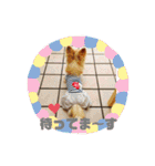 シニア犬チワワのハクくんPart3（個別スタンプ：8）