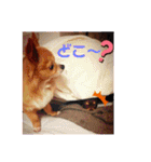 シニア犬チワワのハクくんPart3（個別スタンプ：9）