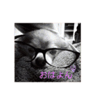 シニア犬チワワのハクくんPart3（個別スタンプ：10）