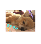 シニア犬チワワのハクくんPart3（個別スタンプ：11）