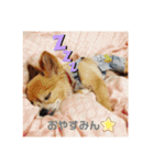 シニア犬チワワのハクくんPart3（個別スタンプ：12）