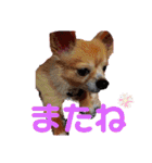 シニア犬チワワのハクくんPart3（個別スタンプ：13）
