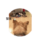 シニア犬チワワのハクくんPart3（個別スタンプ：14）