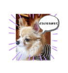 シニア犬チワワのハクくんPart3（個別スタンプ：15）