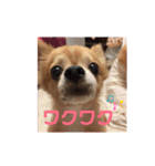 シニア犬チワワのハクくんPart3（個別スタンプ：16）