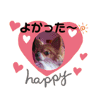 シニア犬チワワのハクくんPart3（個別スタンプ：18）