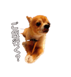 シニア犬チワワのハクくんPart3（個別スタンプ：19）