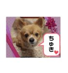 シニア犬チワワのハクくんPart3（個別スタンプ：20）
