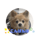 シニア犬チワワのハクくんPart3（個別スタンプ：21）