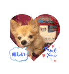 シニア犬チワワのハクくんPart3（個別スタンプ：22）