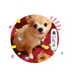 シニア犬チワワのハクくんPart3（個別スタンプ：23）