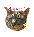 ねむいネコスタンプ（個別スタンプ：5）
