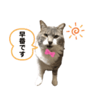 小売業界用 スタンプ（個別スタンプ：13）
