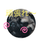 パグのグゥ ②（個別スタンプ：1）