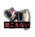 パグのグゥ ②（個別スタンプ：2）