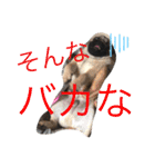 パグのグゥ ②（個別スタンプ：3）