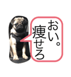 パグのグゥ ②（個別スタンプ：4）