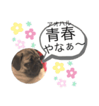 パグのグゥ ②（個別スタンプ：6）