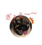 パグのグゥ ②（個別スタンプ：8）