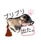 パグのグゥ ②（個別スタンプ：10）