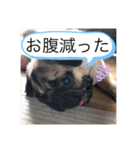 パグのグゥ ②（個別スタンプ：24）