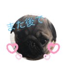 パグのグゥ ②（個別スタンプ：27）