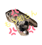 パグのグゥ ②（個別スタンプ：31）