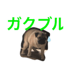 パグのグゥ ②（個別スタンプ：32）