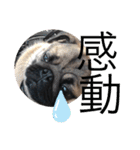 パグのグゥ ②（個別スタンプ：37）