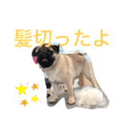 パグのグゥ ②（個別スタンプ：38）