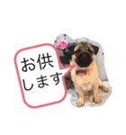 パグのグゥ ②（個別スタンプ：39）