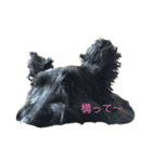 ココ ルル コットン（個別スタンプ：5）