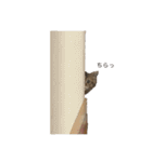 ココ ルル コットン（個別スタンプ：6）