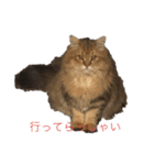 ココ ルル コットン（個別スタンプ：10）
