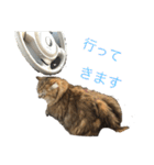ココ ルル コットン（個別スタンプ：16）