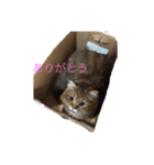 ココ ルル コットン（個別スタンプ：17）