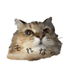 ココ ルル コットン（個別スタンプ：20）