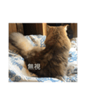 ココ ルル コットン（個別スタンプ：34）
