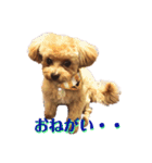 チワプーのまろくん（個別スタンプ：2）
