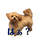 チワプーのまろくん（個別スタンプ：4）