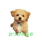 チワプーのまろくん（個別スタンプ：6）