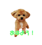 チワプーのまろくん（個別スタンプ：7）